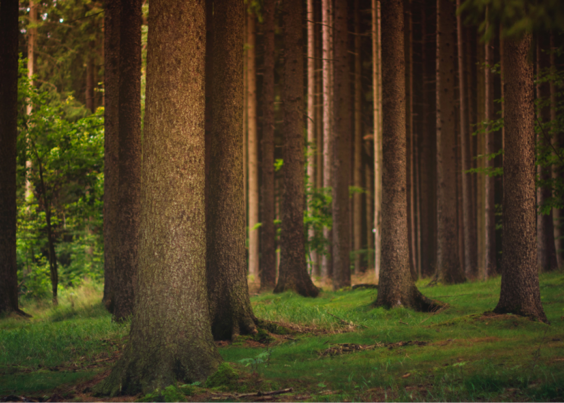 Sustainability in Indonesian Furniture: Why It Matters for Your Business and the Environment